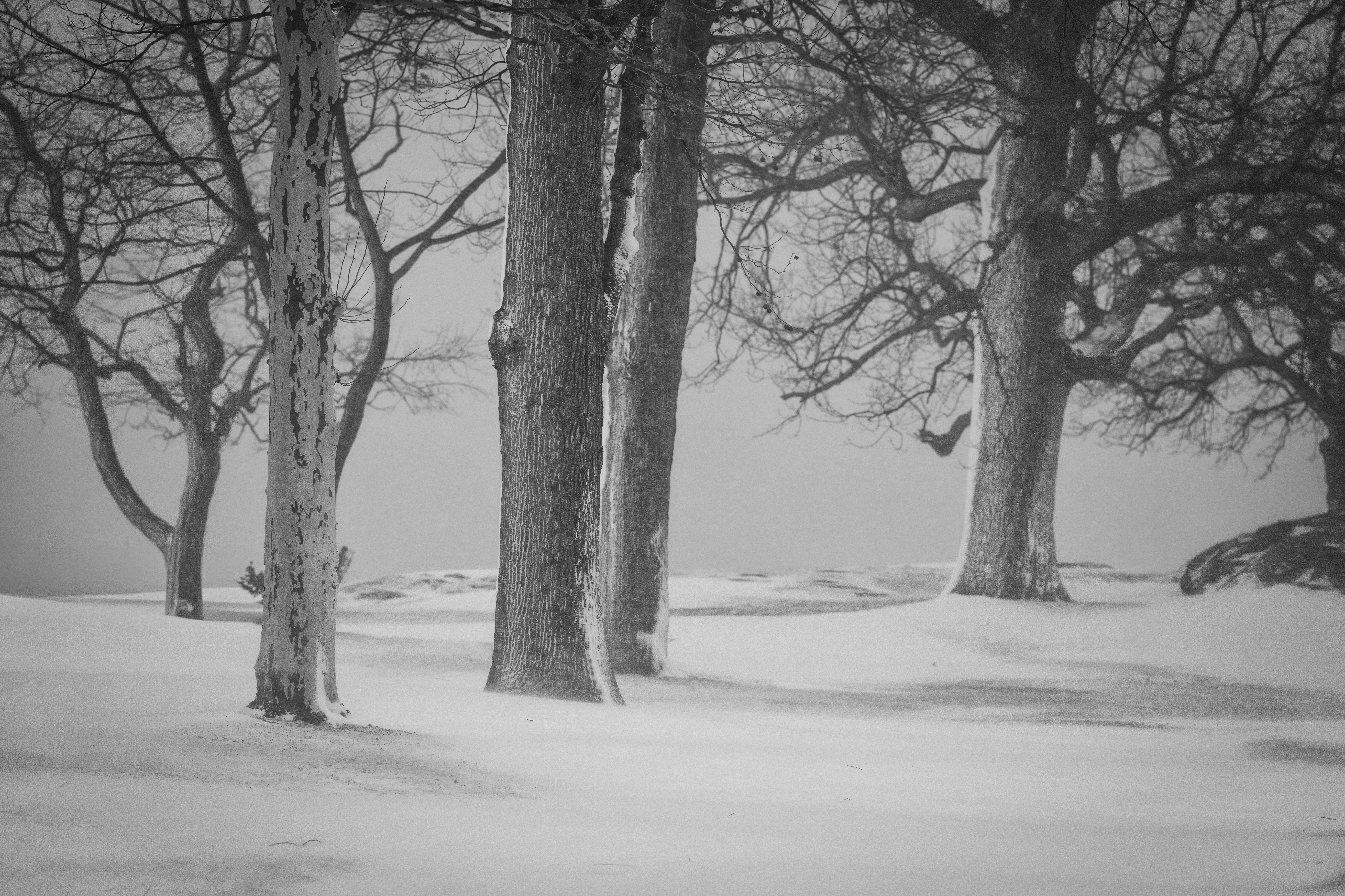Kostenlos Kahle Bäume in einem verschneiten Park erzeugen in der Abenddämmerung eine beschauliche Winterlandschaft. Stock-Foto