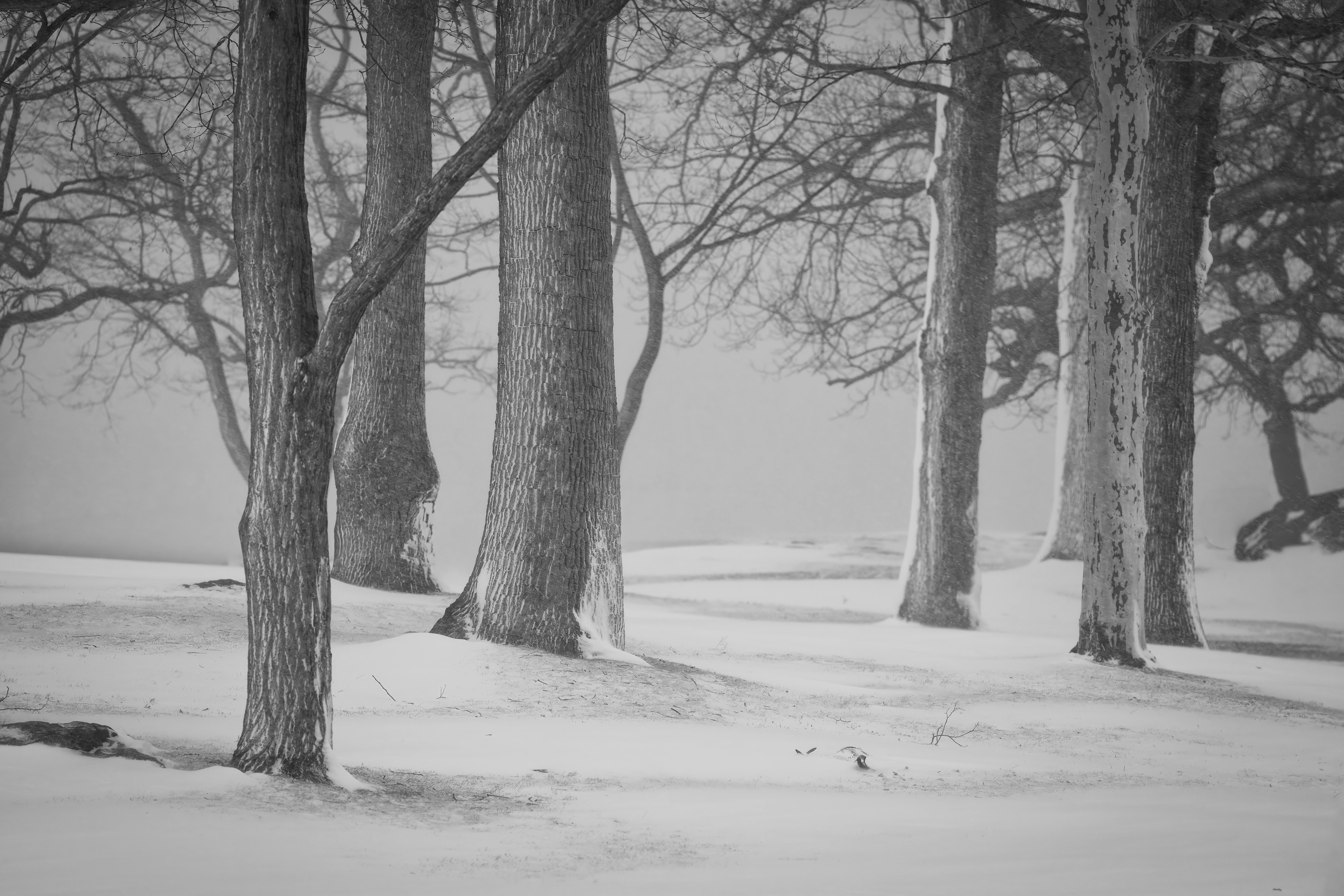 бесплатная Черно-белая фотография деревьев на фоне заснеженного зимнего пейзажа. Стоковое фото