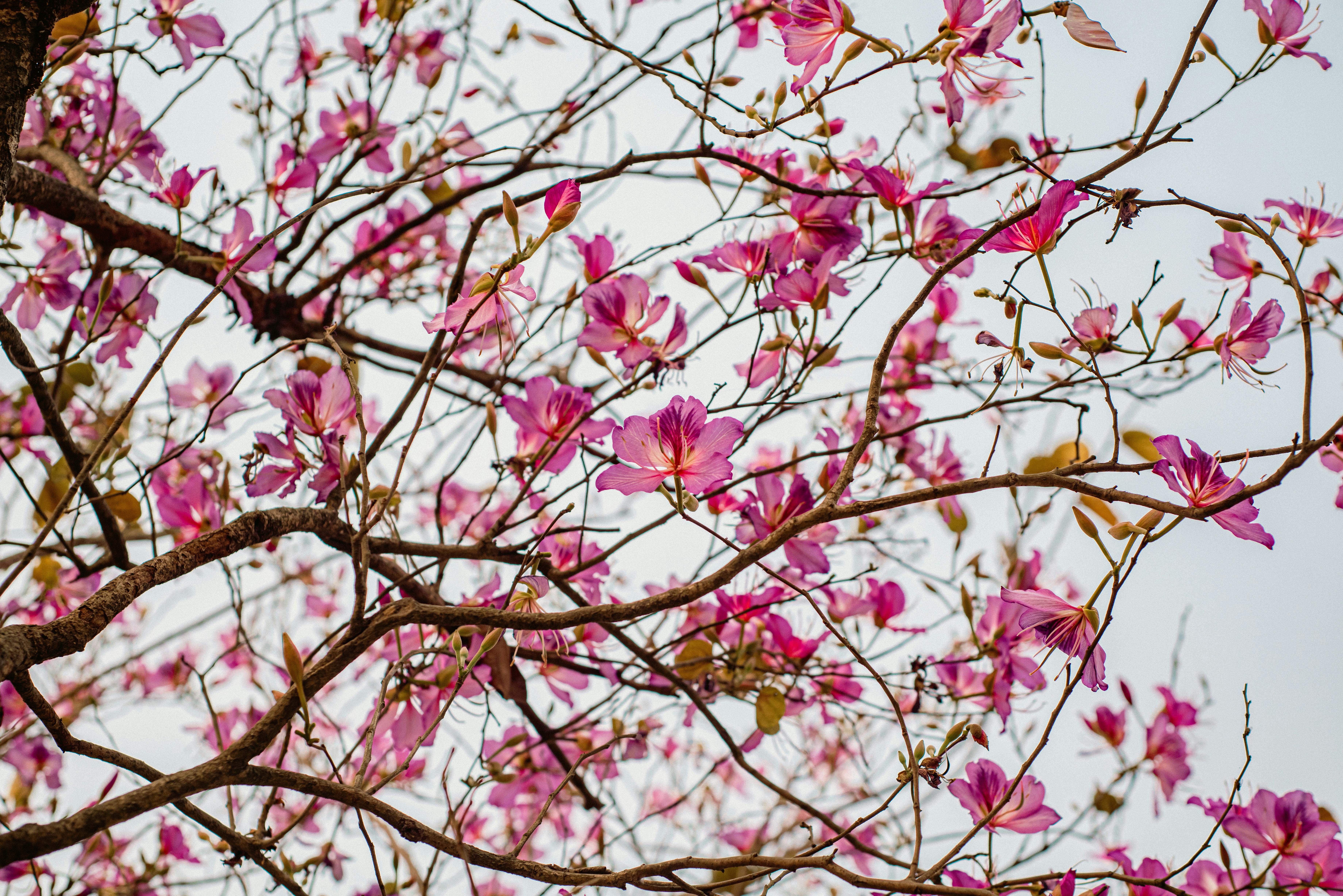 Gratis Bunga Bauhinia berwarna merah muda yang indah bermekaran di ranting-ranting pohon pada musim semi. Foto Stok
