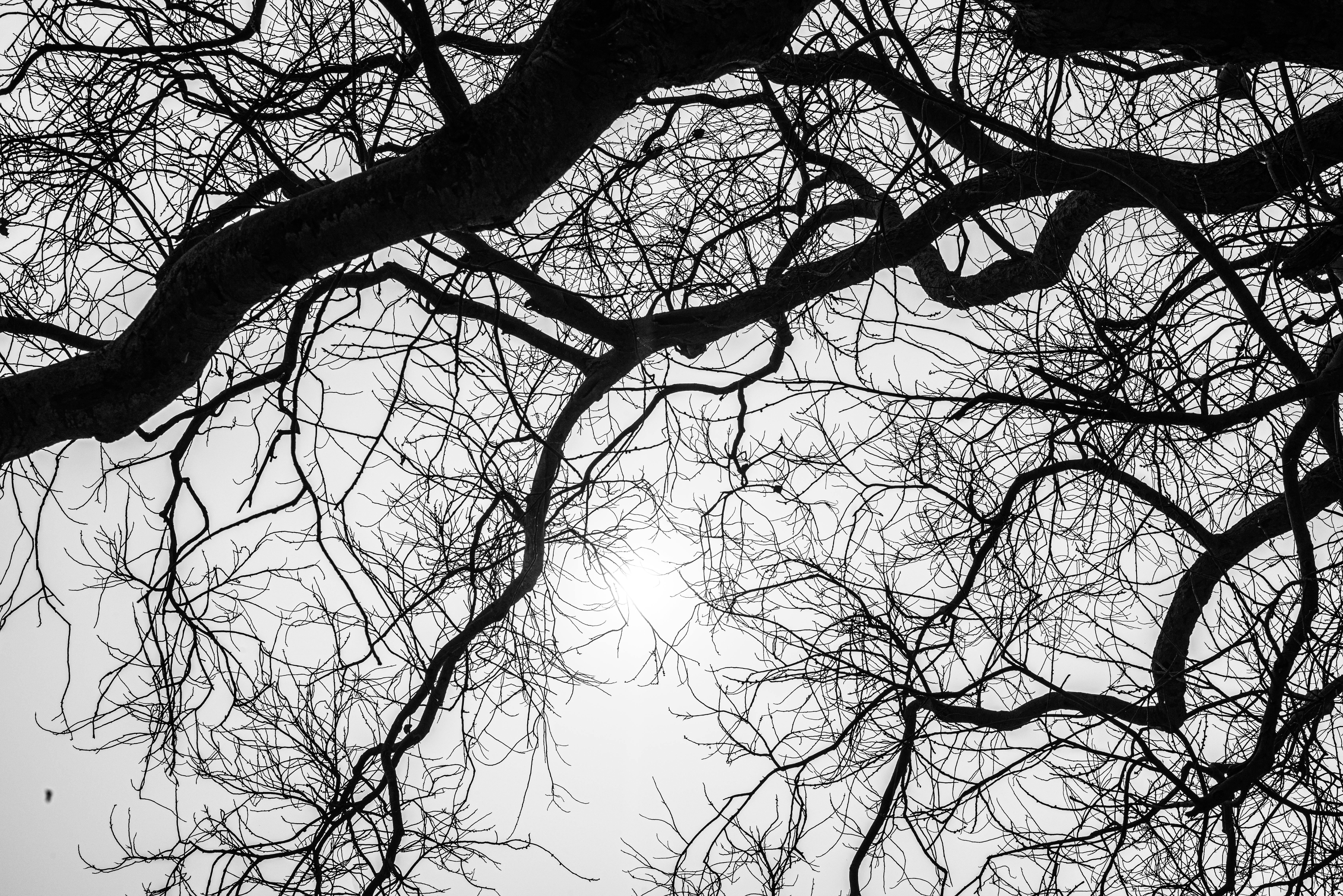 бесплатная Монохромный силуэт замысловатых ветвей деревьев на фоне неба, создающий абстрактные узоры. Стоковое фото