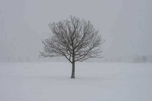 A lone tree stands amidst a snowy field, offering a serene winter scene.