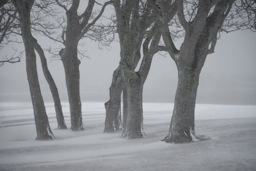 Gnarled trees in a serene and snowy winter landscape.