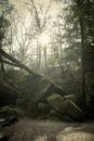 Sunlit Forest with Moss-Covered Rocks