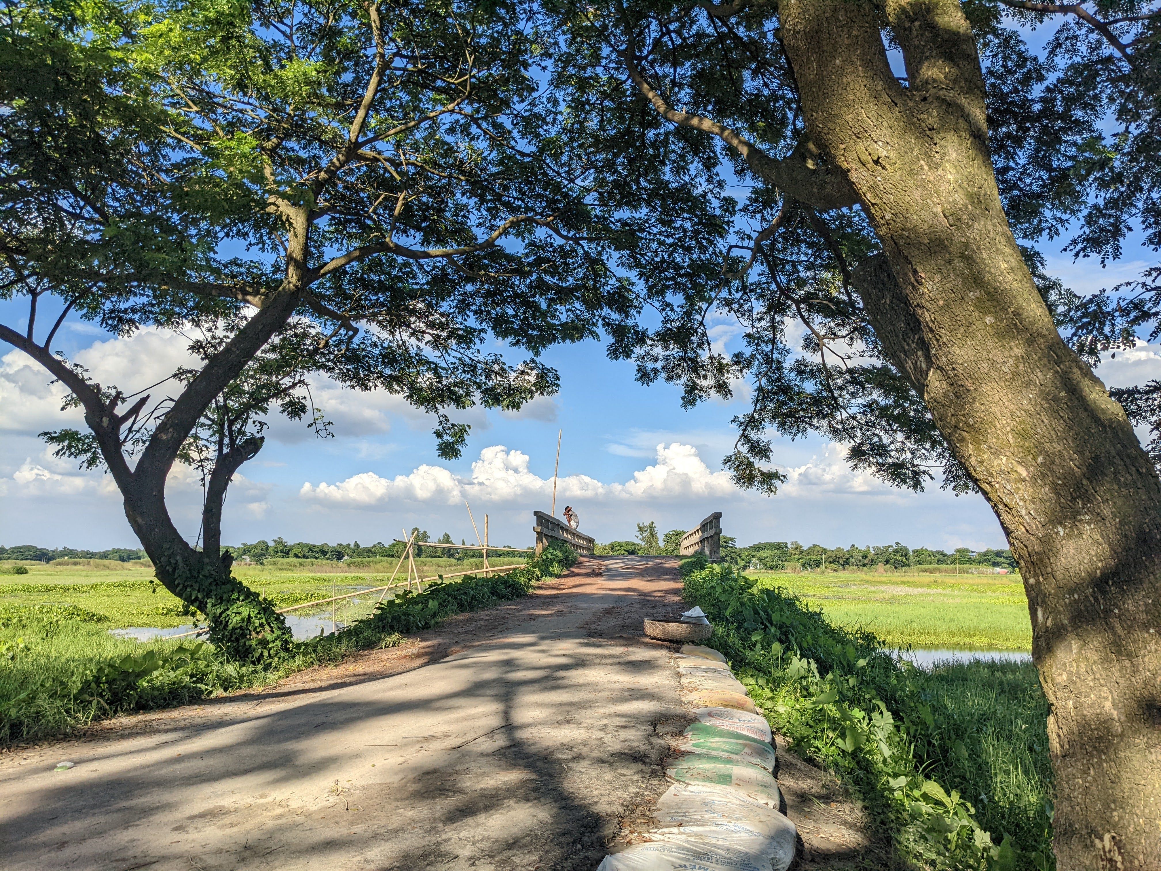 Free A picturesque view of a rural path leading over a bridge framed by green trees on a sunny day. Stock Photo
