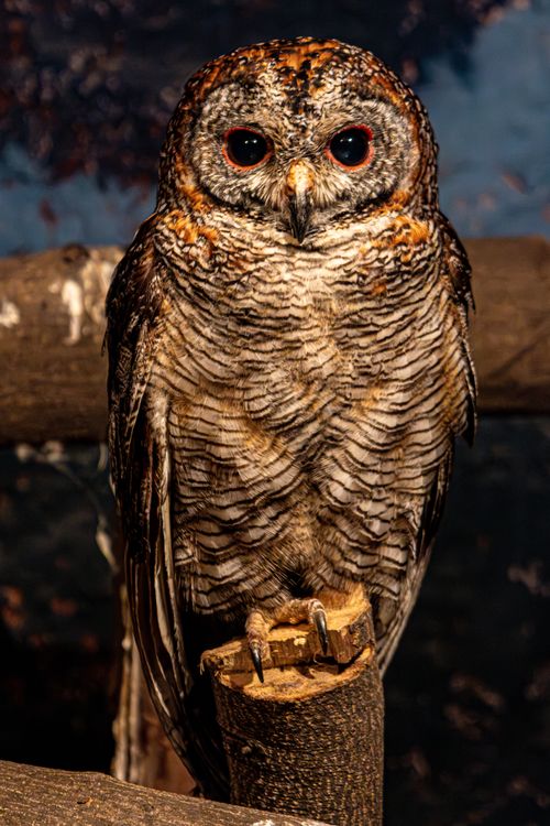 Free Close-up portrait of a beautiful tropical tawny owl with vivid plumage and striking eyes. Stock Photo