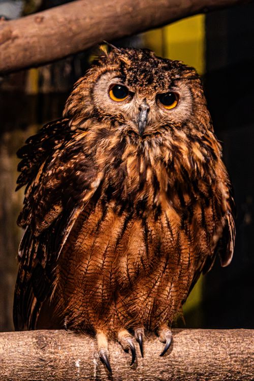 Free Eurasian eagle owl with striking plumage and piercing eyes perched indoors on a branch. Stock Photo