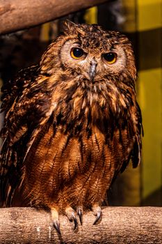 owl photo