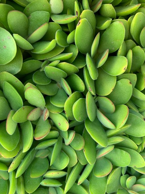 Free Vibrant green Kalanchoe leaves create a natural texture ideal for backgrounds. Stock Photo