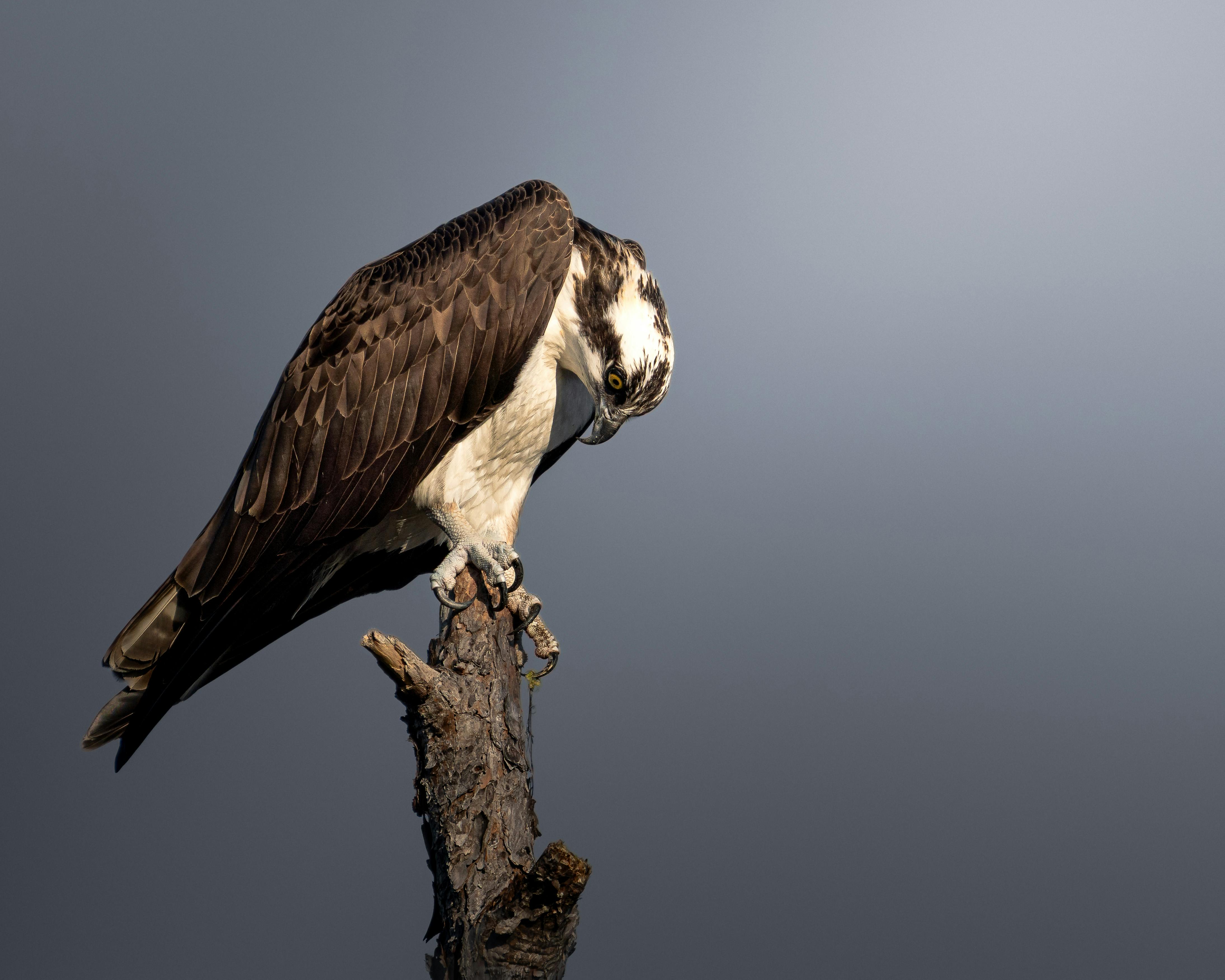 бесплатная Одинокая скопа сидит на ветке, глядя вниз на фоне чистого голубого неба. Стоковое фото