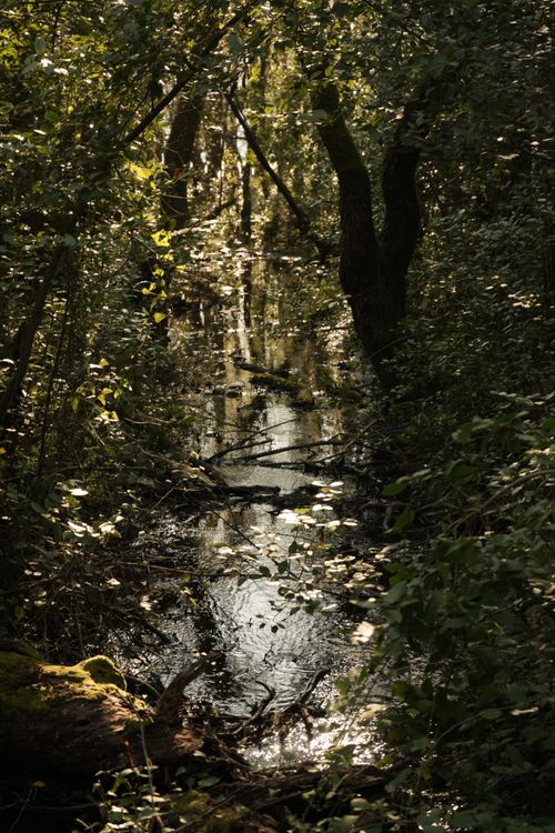 Free Sunlit stream flowing through lush trees in Marmaris, capturing nature's tranquility. Stock Photo