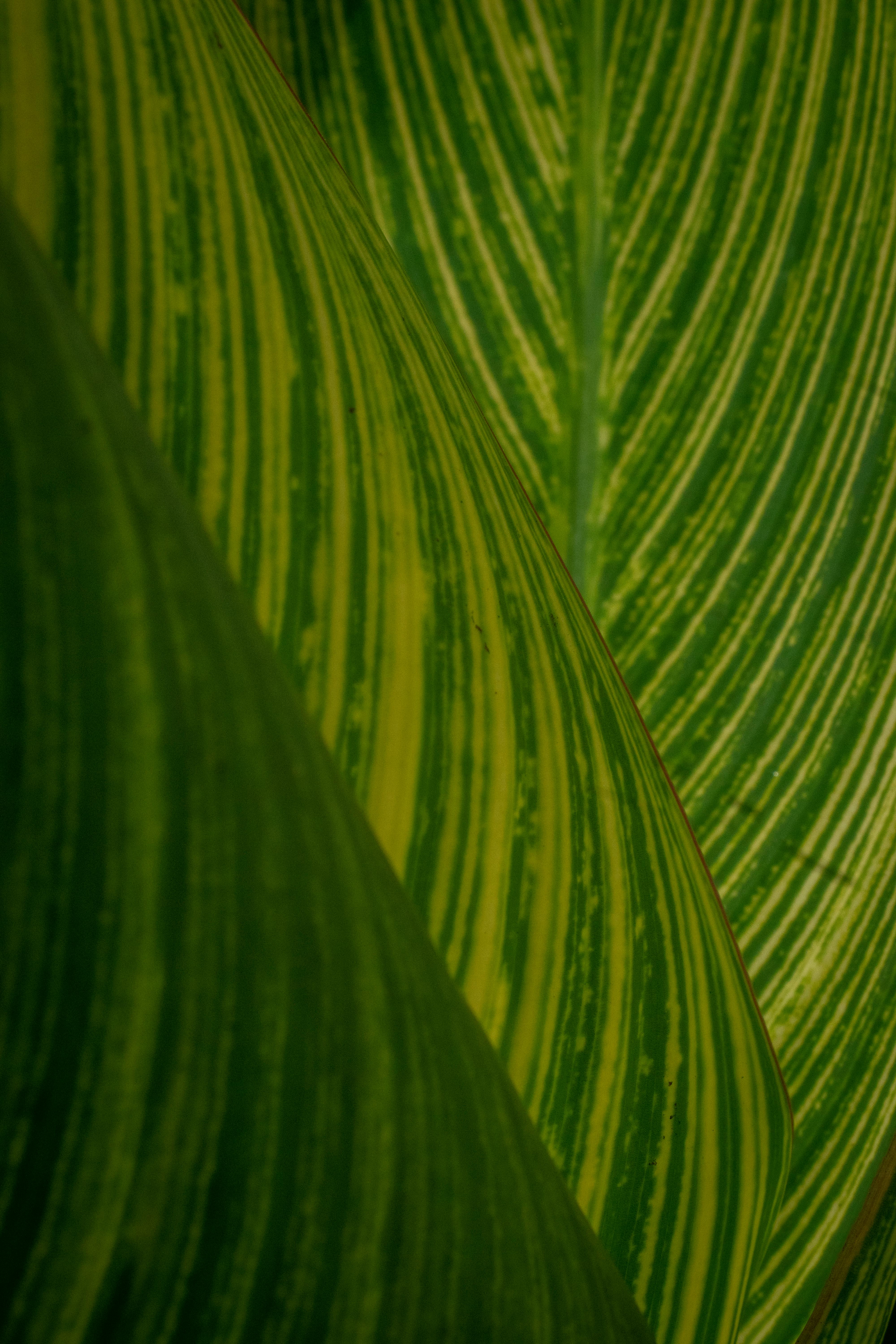 無料 印象的な模様を持つ緑豊かな斑入りの​​葉の詳細なクローズアップ写真。 写真素材