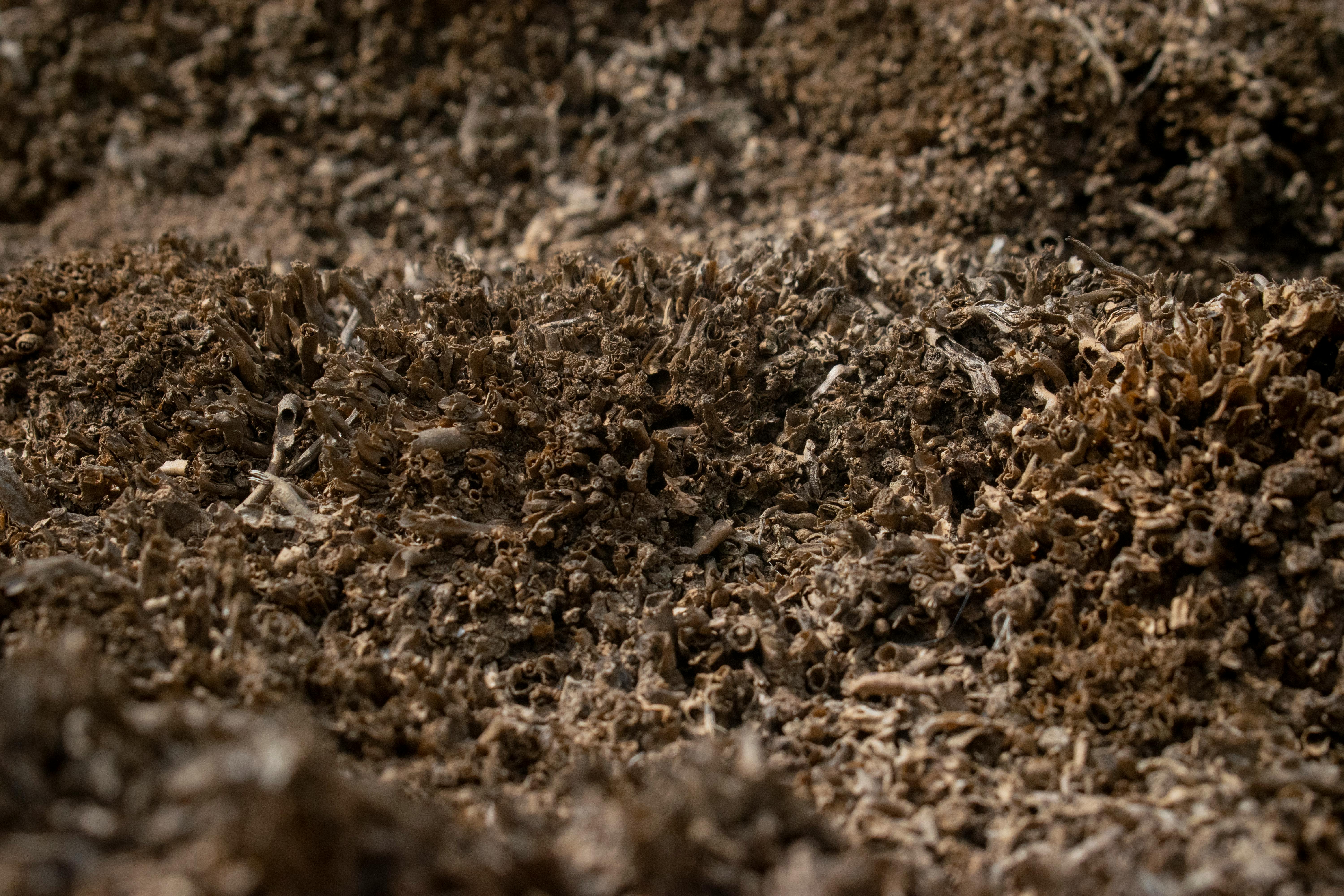 бесплатная Детальный крупный план текстуры коричневого кораллового рифа, демонстрирующий природные узоры. Стоковое фото