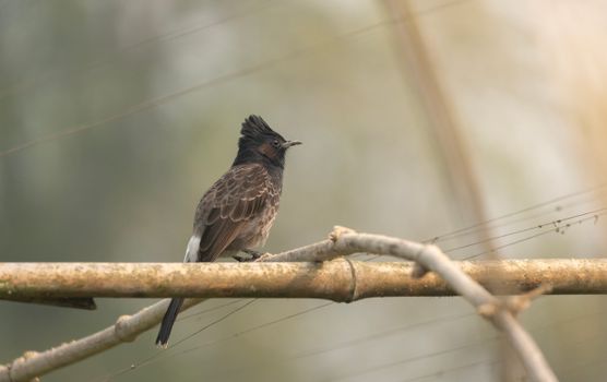 A red-vented bulbul (Pycnonotus cafer) perched on a branch in outdoor natural setting.