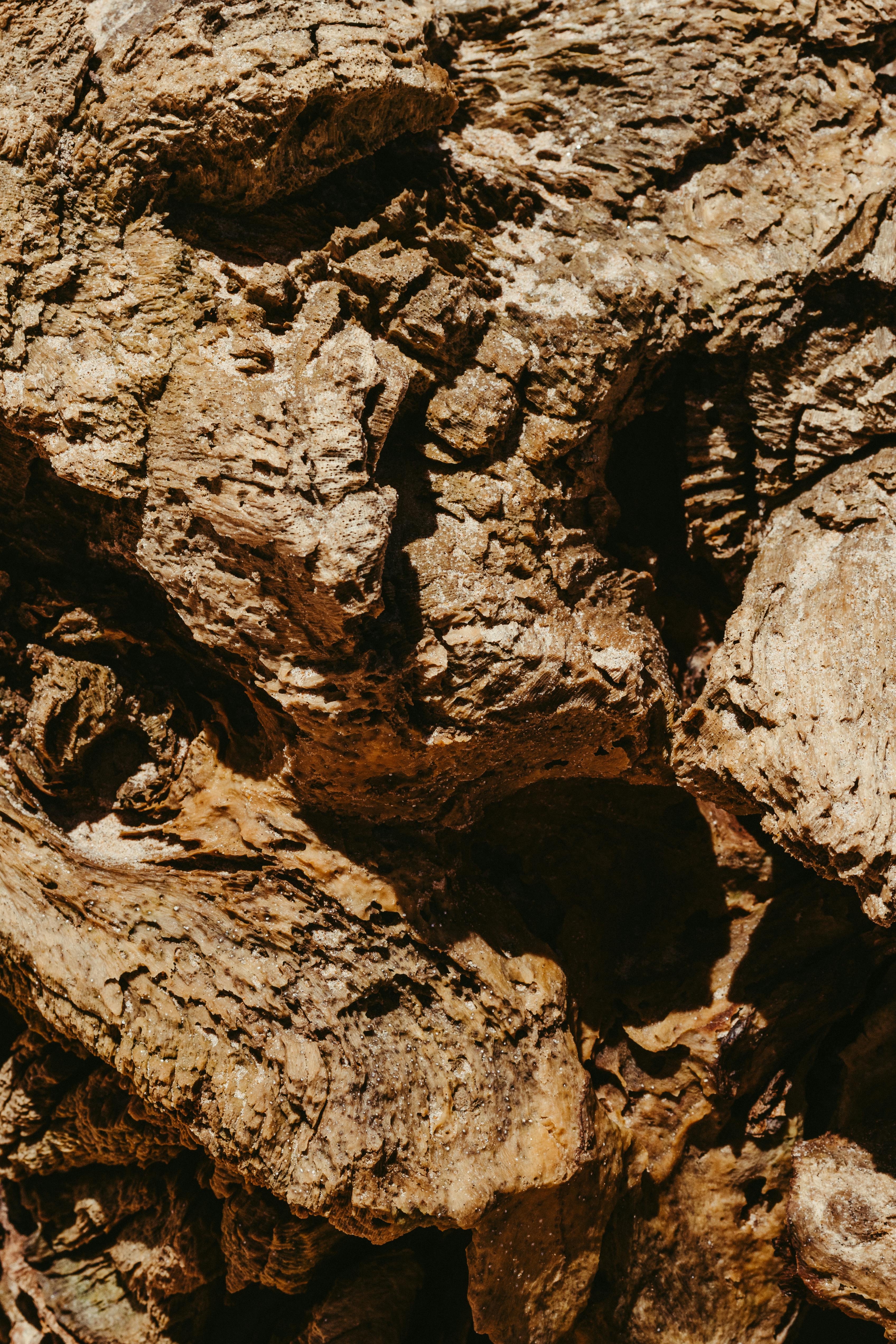 Gratis lagerfoto af bark, bark mønster, bark tekstur Lagerfoto