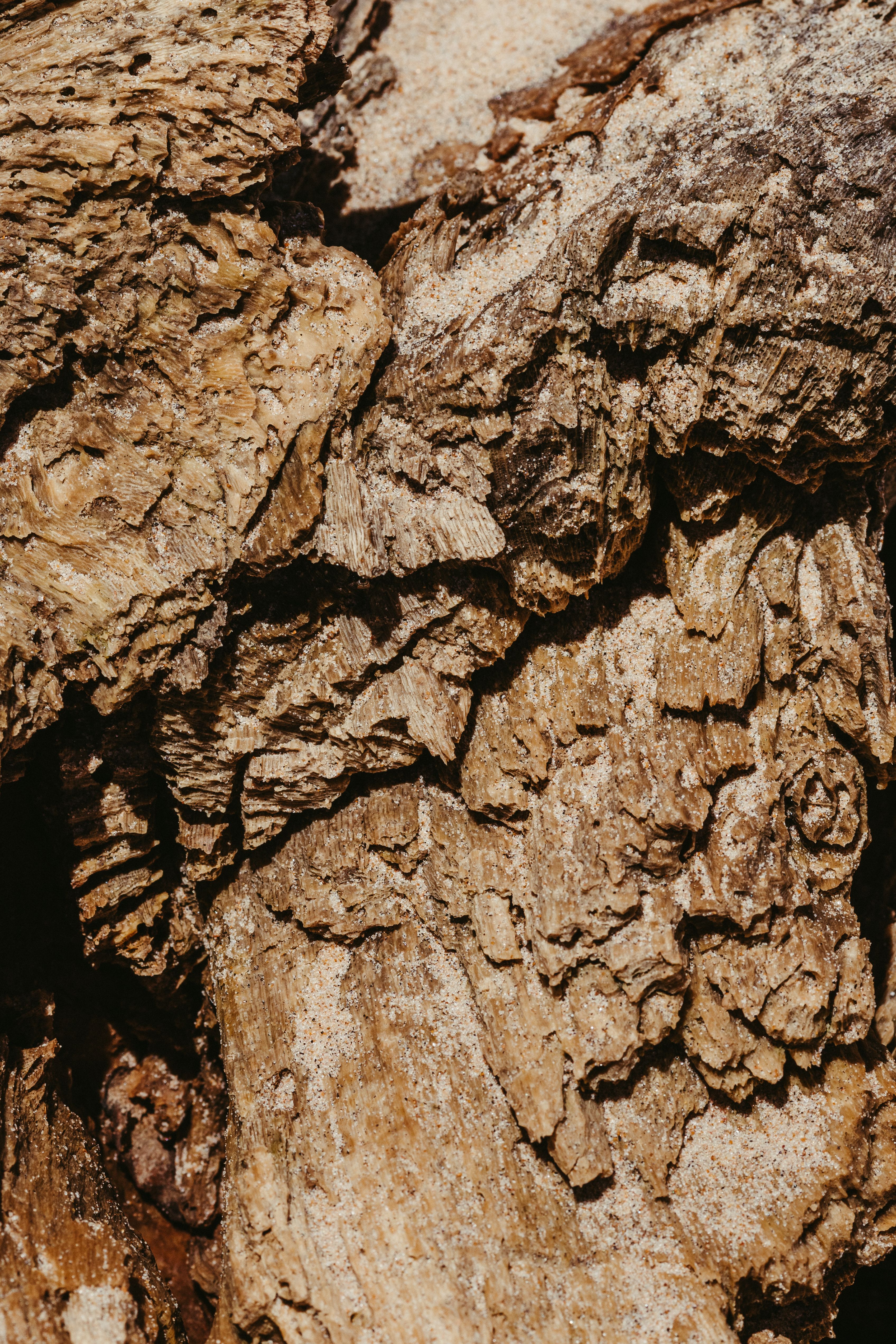 Textured bark in natural light, photo by Jonathan Borba on Pexels