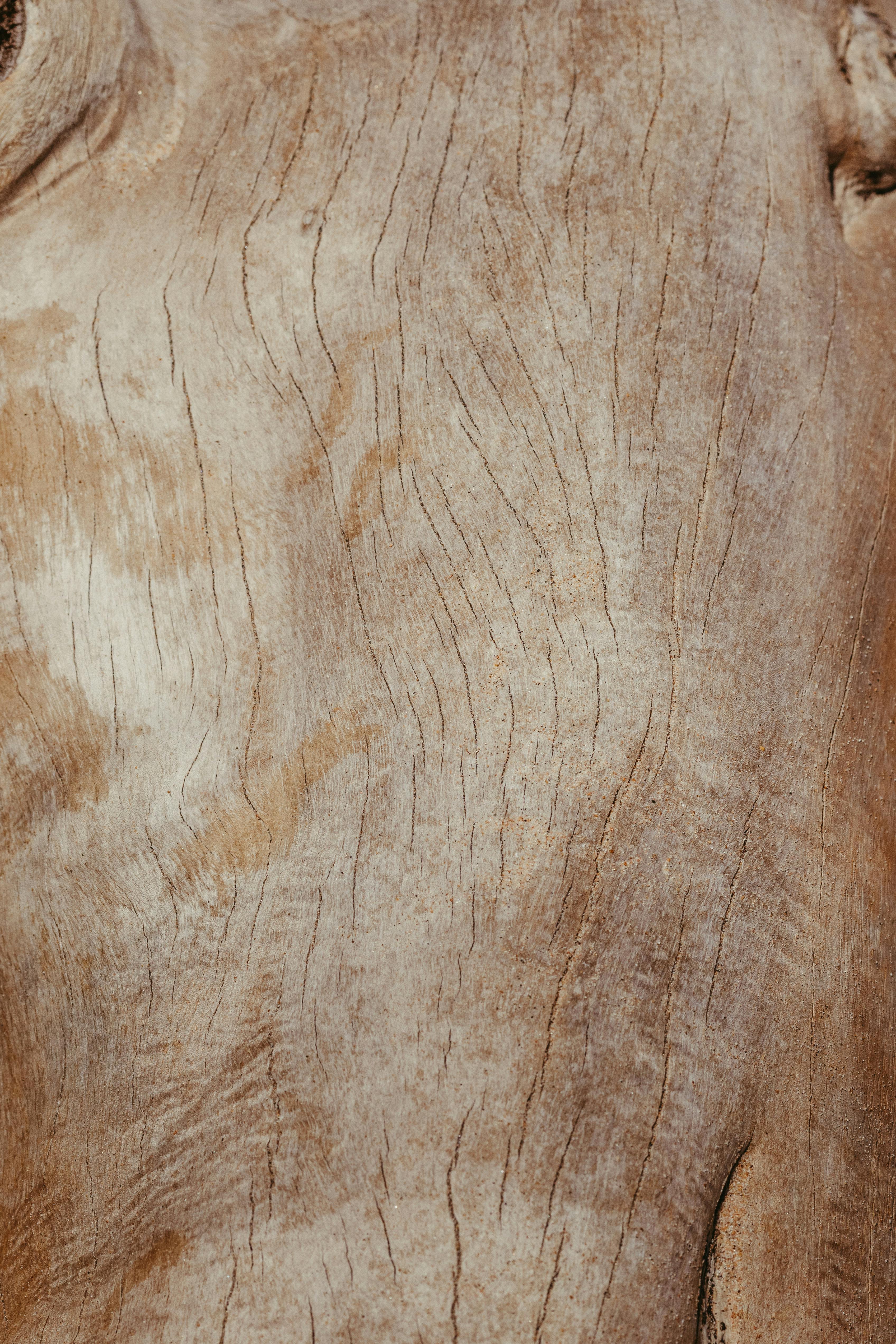 Free Detailed close-up of weathered tree bark texture with natural cracks and lines. Stock Photo
