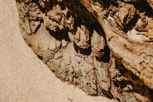Detailed texture of weathered driftwood on a sandy beach, highlighting natural patterns and hues.