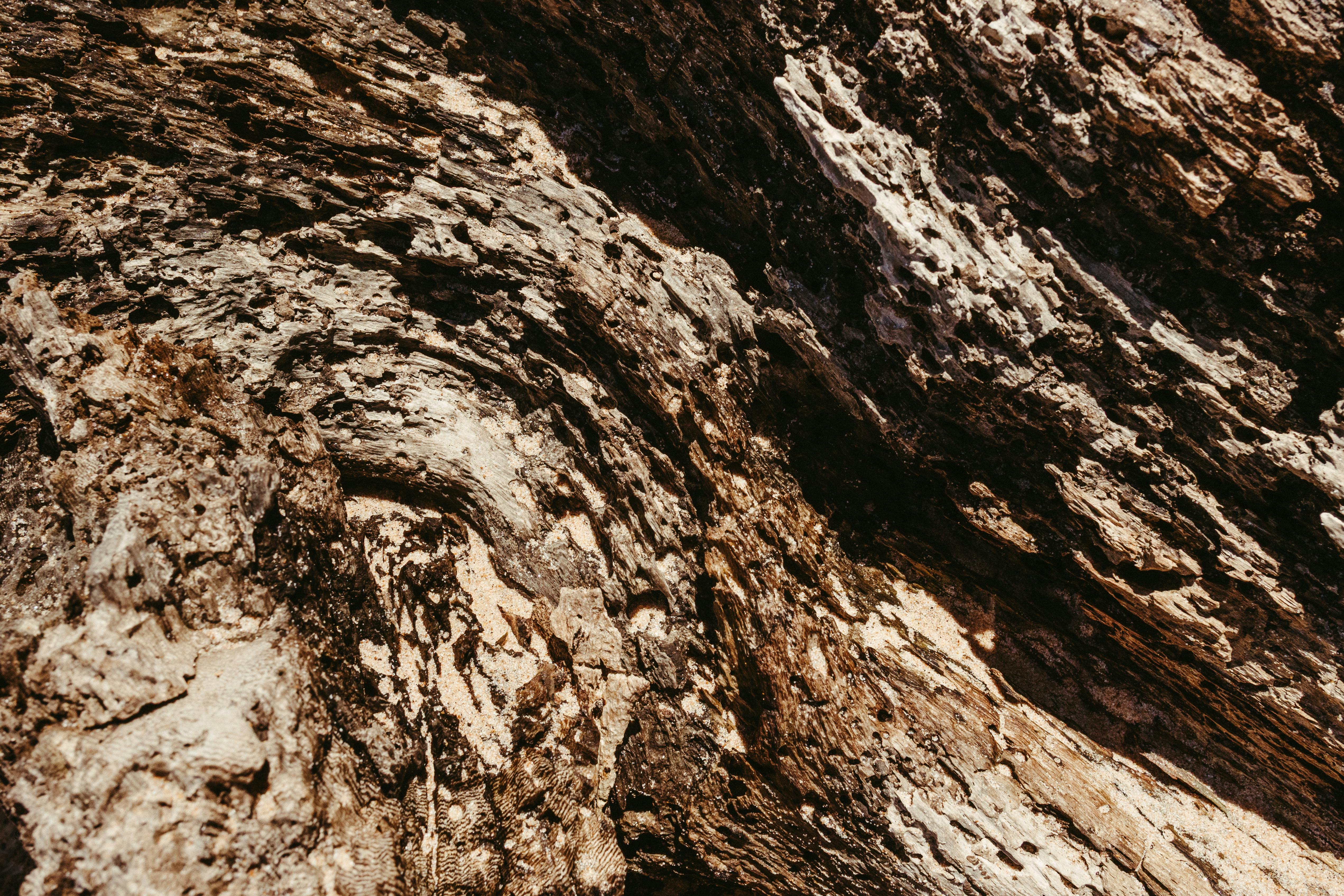 Free Detailed close-up of rugged and weathered tree bark, showcasing natural textures. Stock Photo