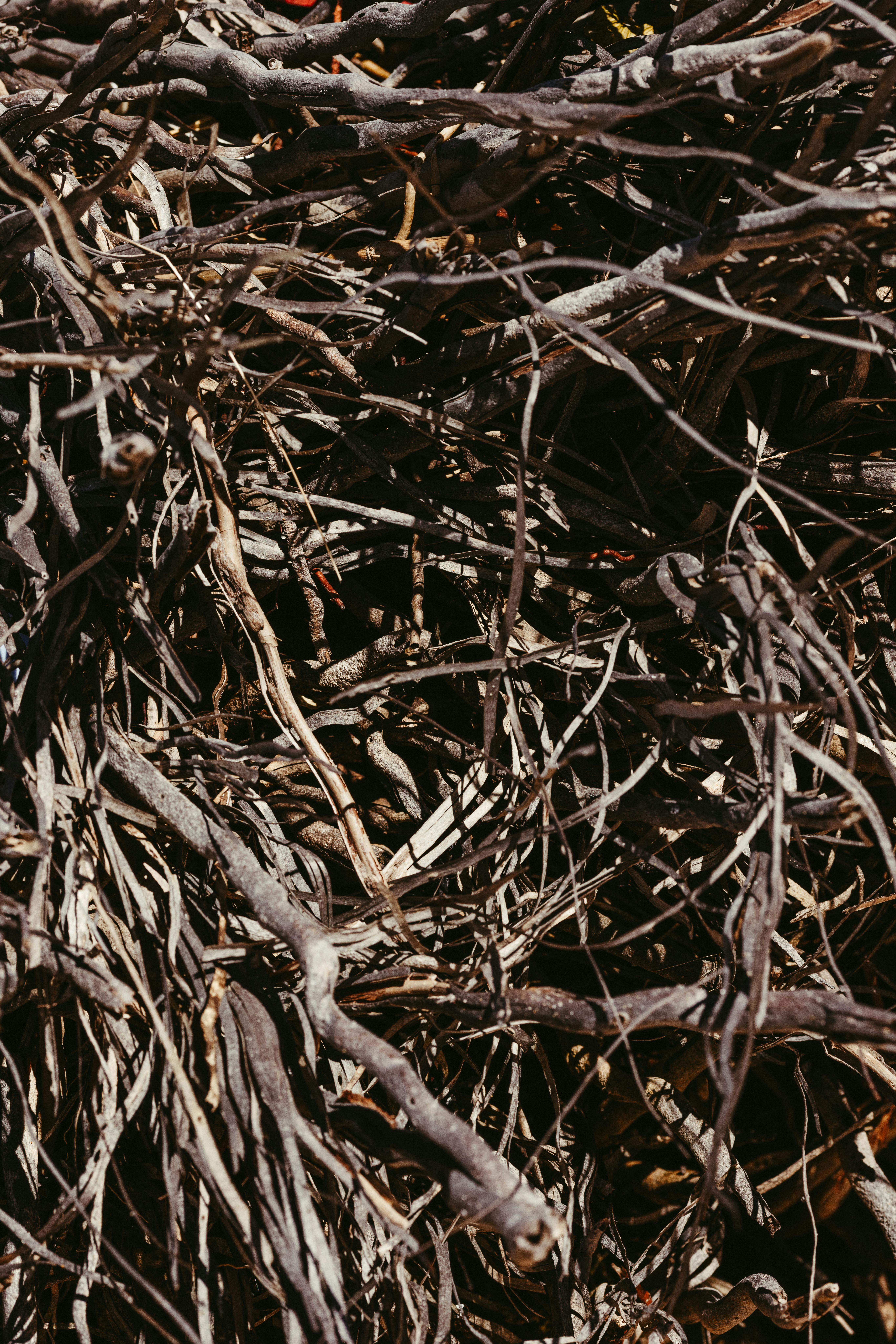 бесплатная Детальная текстура переплетенных сухих веток, создающая плотный узор. Стоковое фото