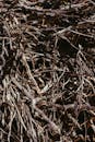 Close-up of Twisted Dry Twigs and Sticks