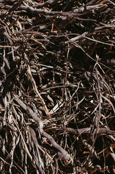 dry twigs brushwood branches