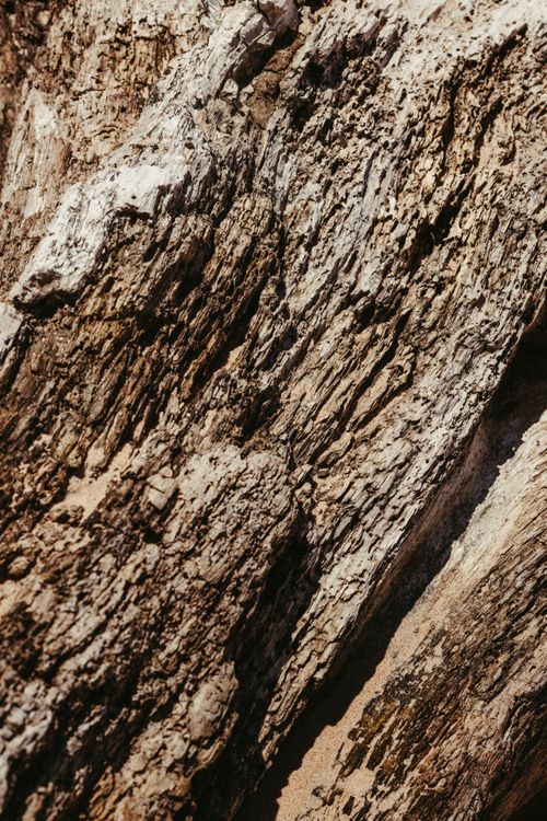 Free Close-up view of rugged and textured tree bark displaying intricate natural patterns. Stock Photo