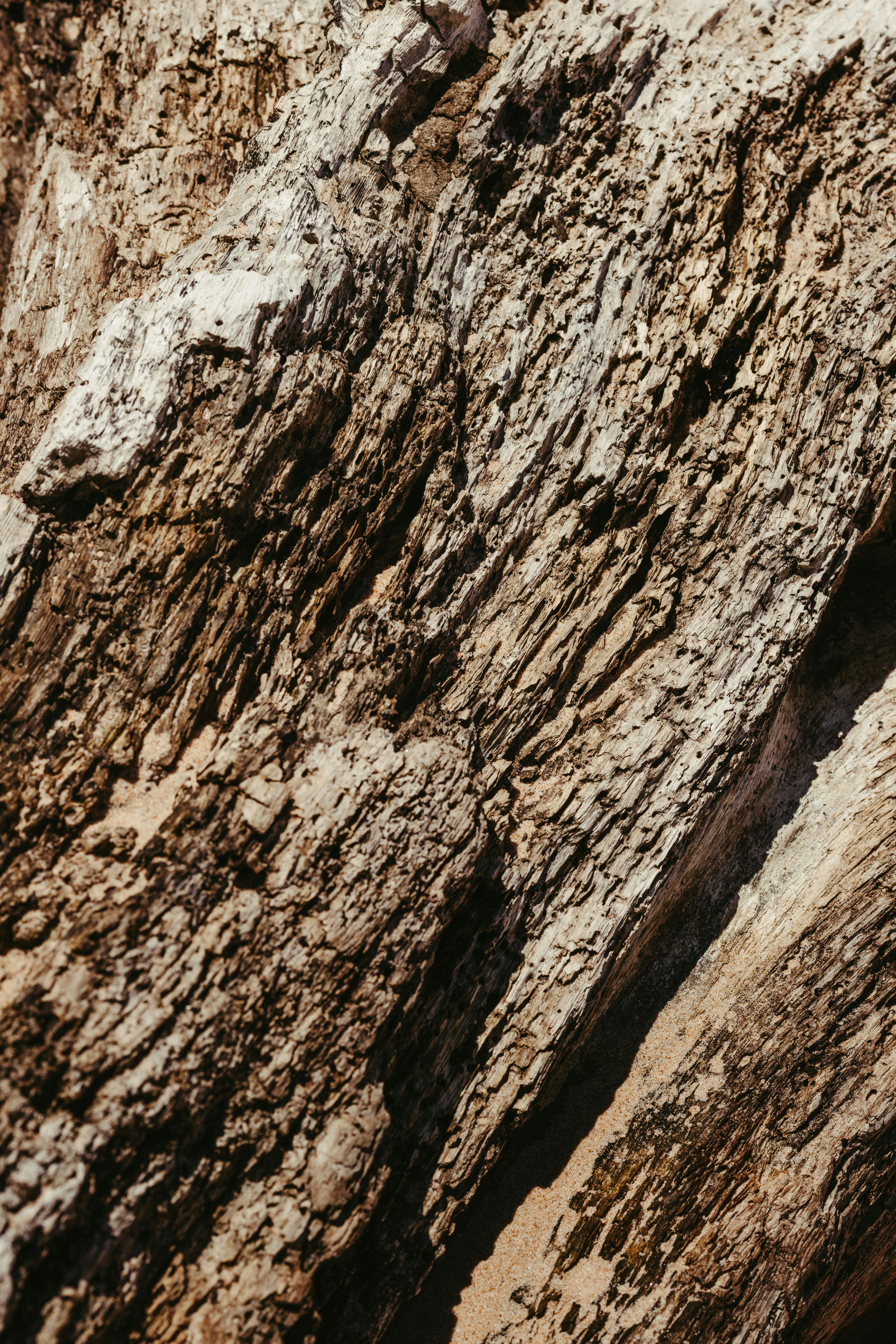 Ücretsiz Pürüzlü ve dokulu ağaç kabuğunun yakından görünümü, karmaşık doğal desenleri sergiliyor. Stok Fotoğraflar