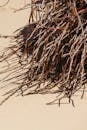 Dry Twigs on Sandy Dune in Sunlight