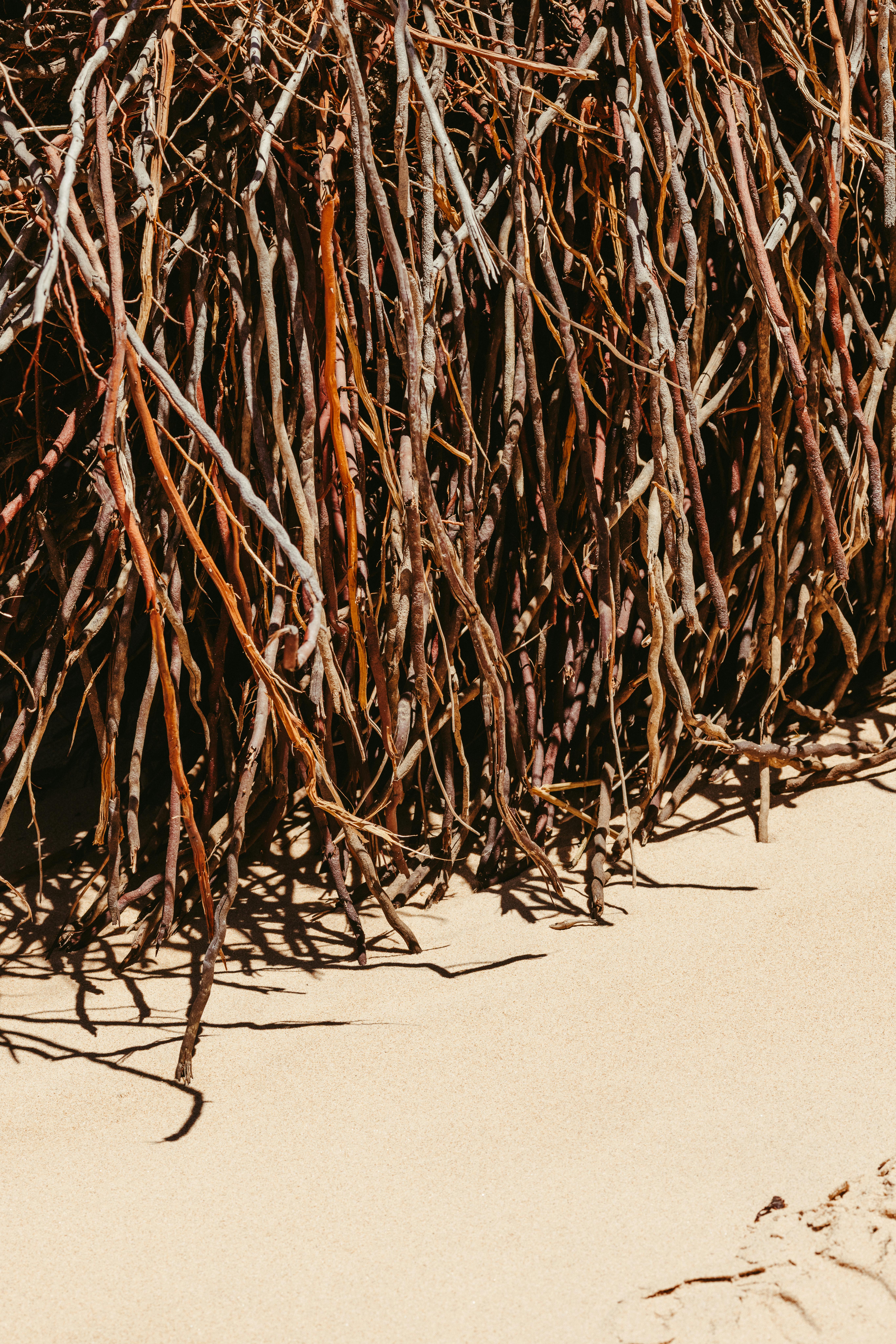 Gratis Foto stok gratis @ luar, akar, alam Foto Stok