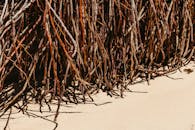 Textured Mangrove Roots on Sandy Beach