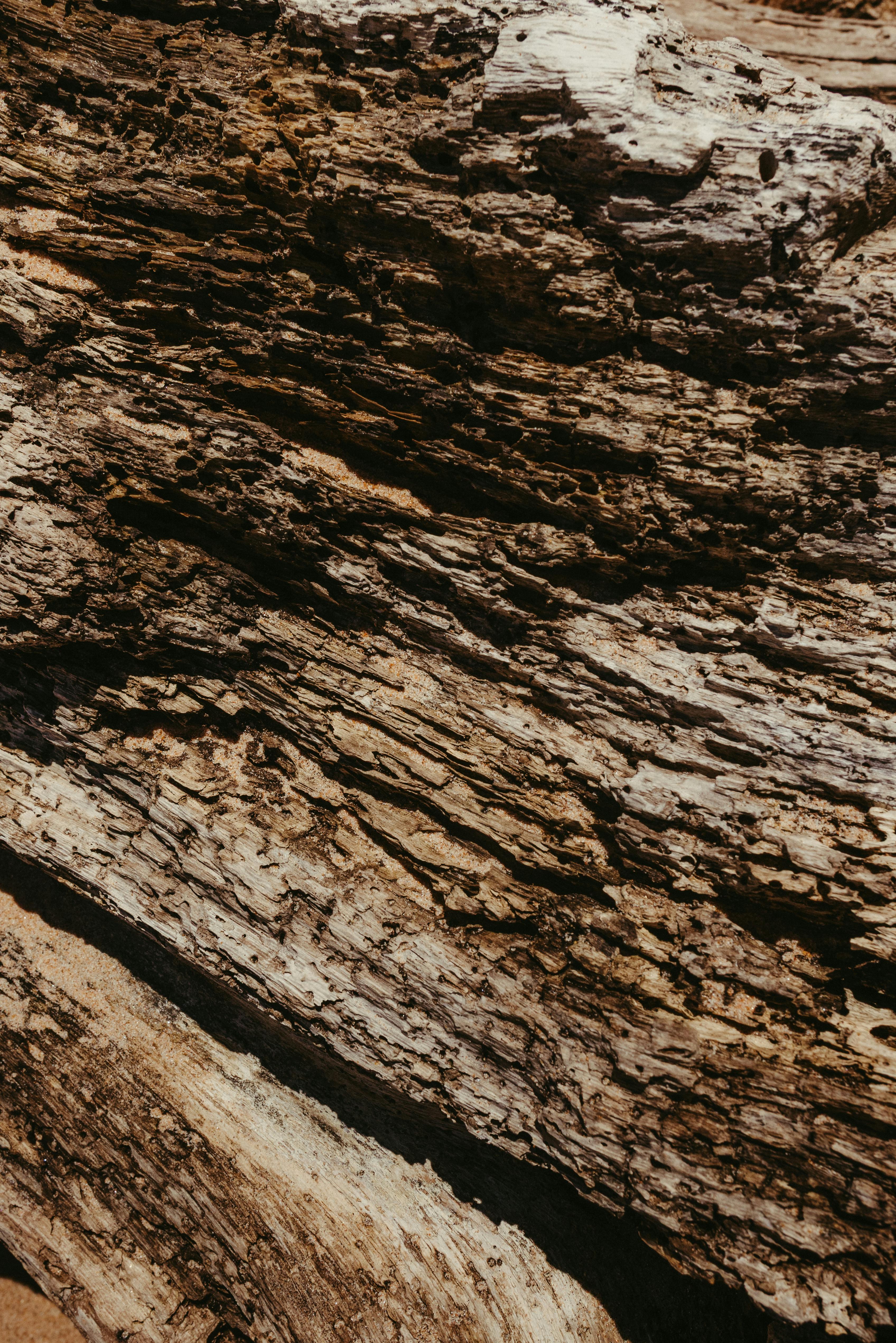 Free Detailed view of weathered wood showcasing natural textures and patterns. Stock Photo