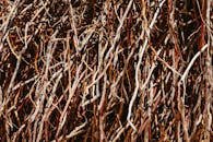 Rustic Branches Texture Close-up