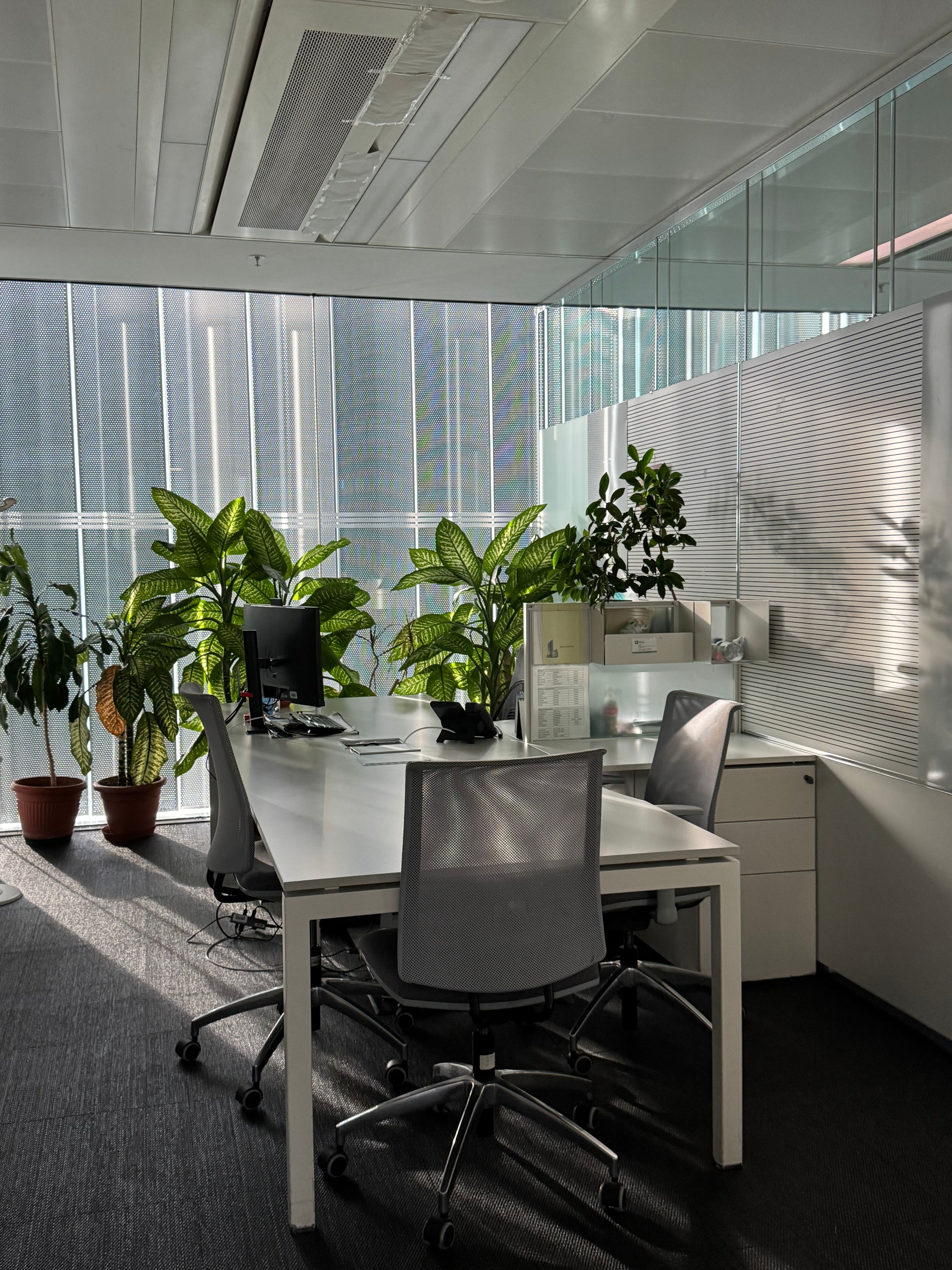 A calm office interior with warm daylight, soft surfaces and structural planting