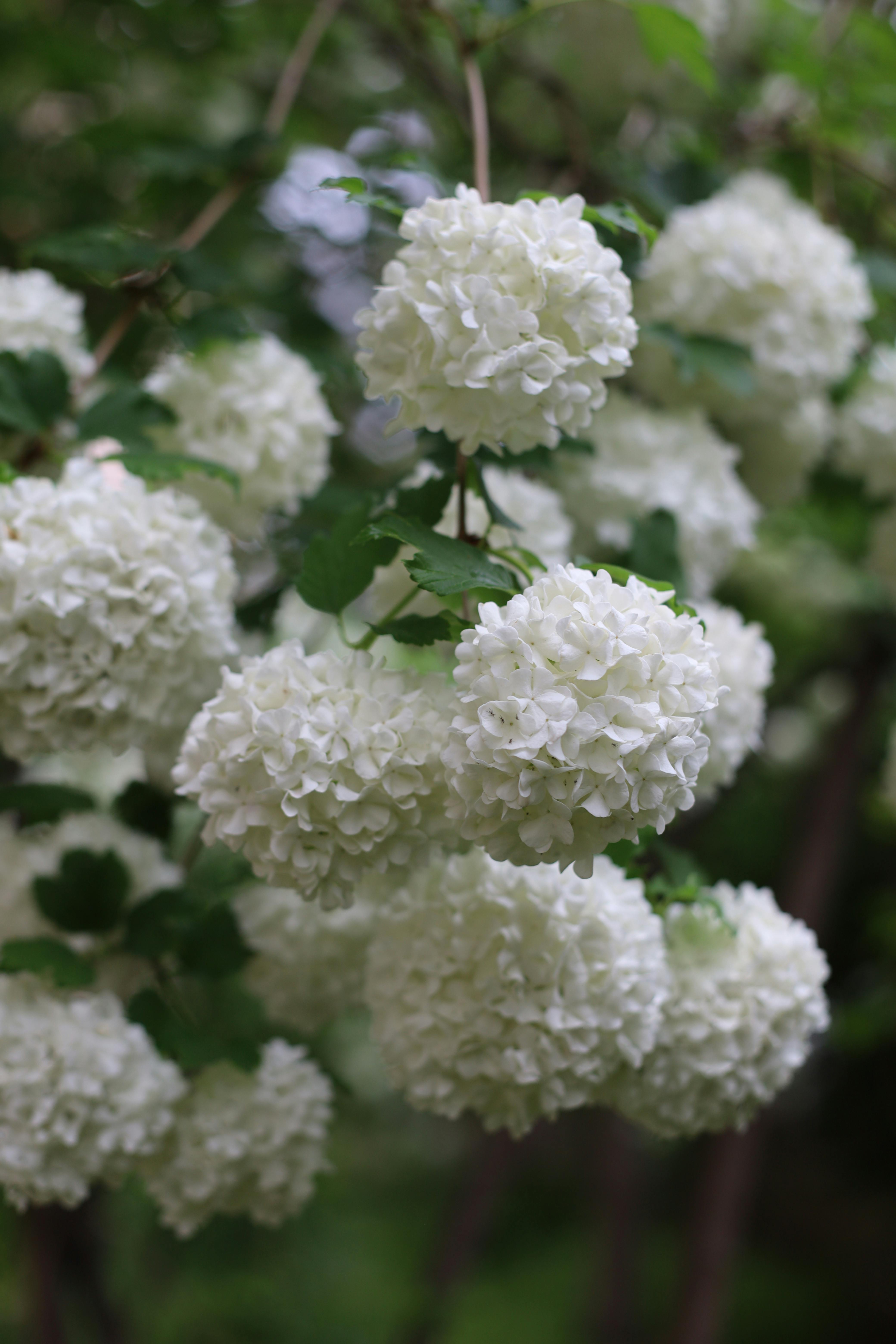 Gratis Tampilan dekat bunga viburnum bola salju putih yang rimbun dan mekar penuh di antara dedaunan hijau. Foto Stok