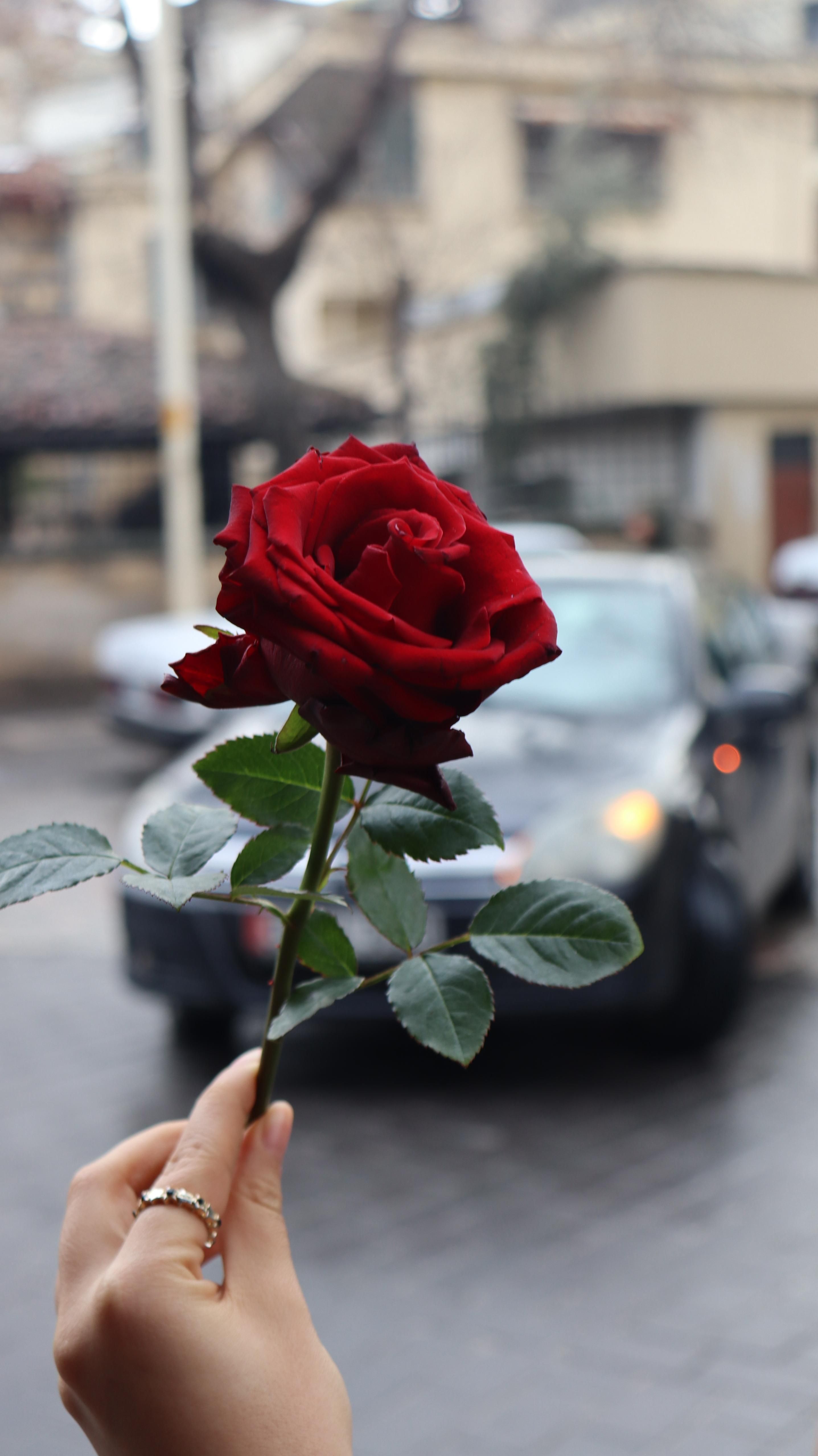 A person holds a red rose with a blurred urban background, adding a touch of nature.