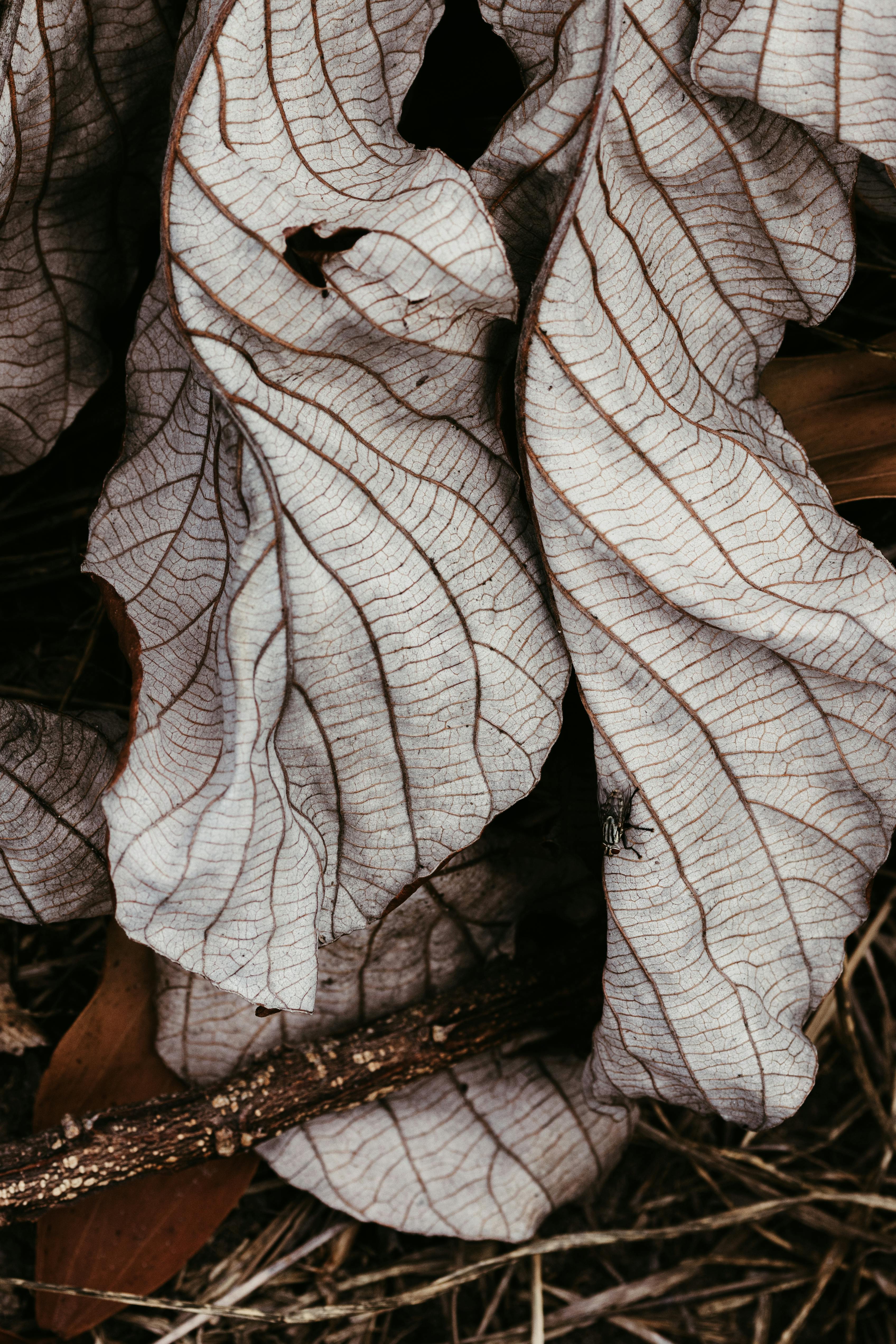 無料 複雑な葉脈の模様と質感を示す乾燥した葉の詳細なクローズアップは、自然の秋の美しさを象徴しています。 写真素材