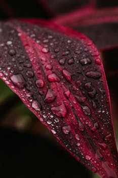 Detailed view of a red leaf covered in fresh water droplets, showcasing vibrant colors and natural textures.