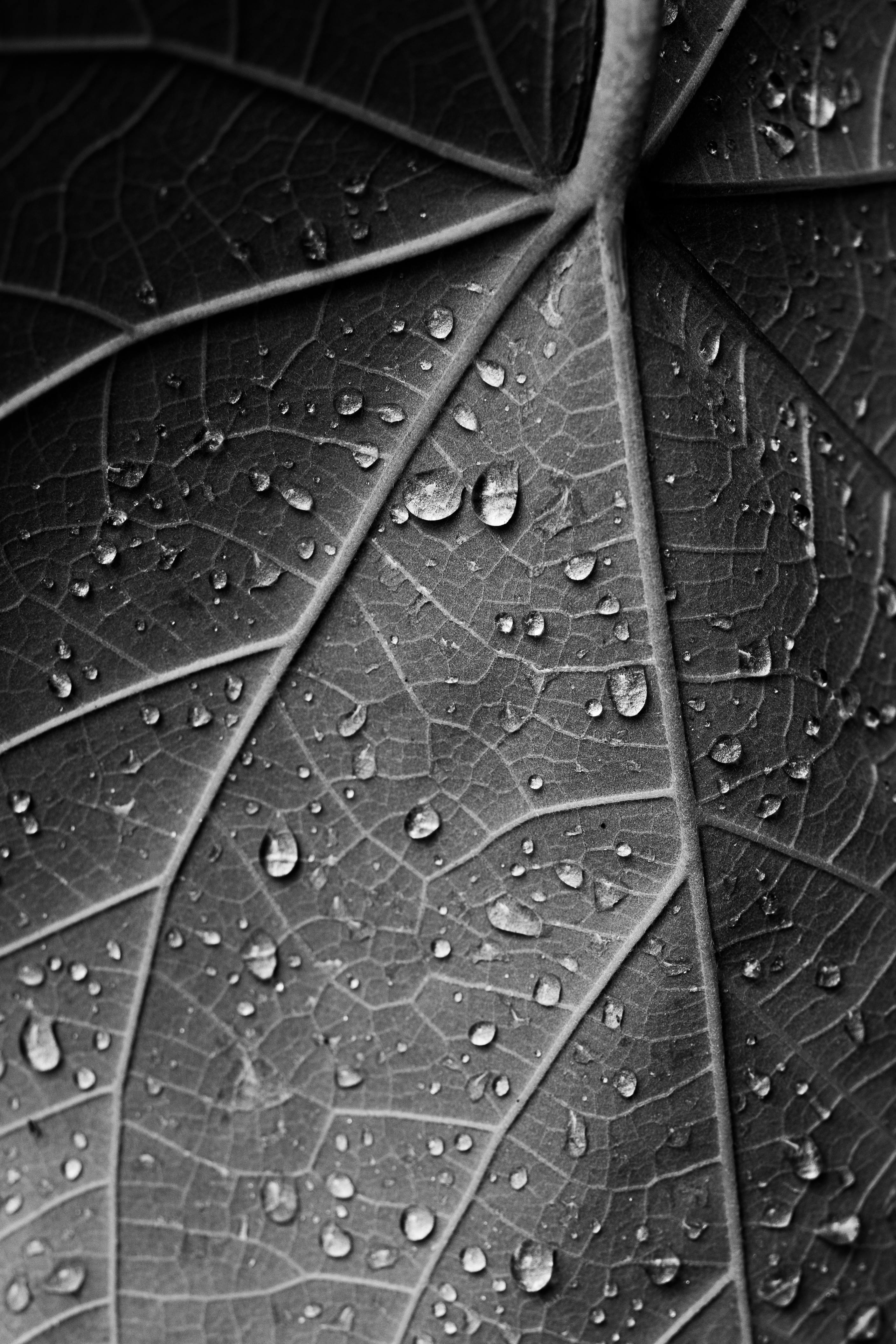 Detailed black and white photo of a leaf with water droplets, showcasing texture and nature's beauty.