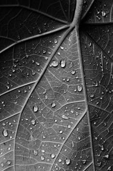 冷靜, 博尔巴, 單色 的 免费素材图片