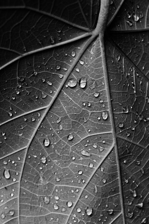 Free Detailed black and white photo of a leaf with water droplets, showcasing texture and nature's beauty. Stock Photo
