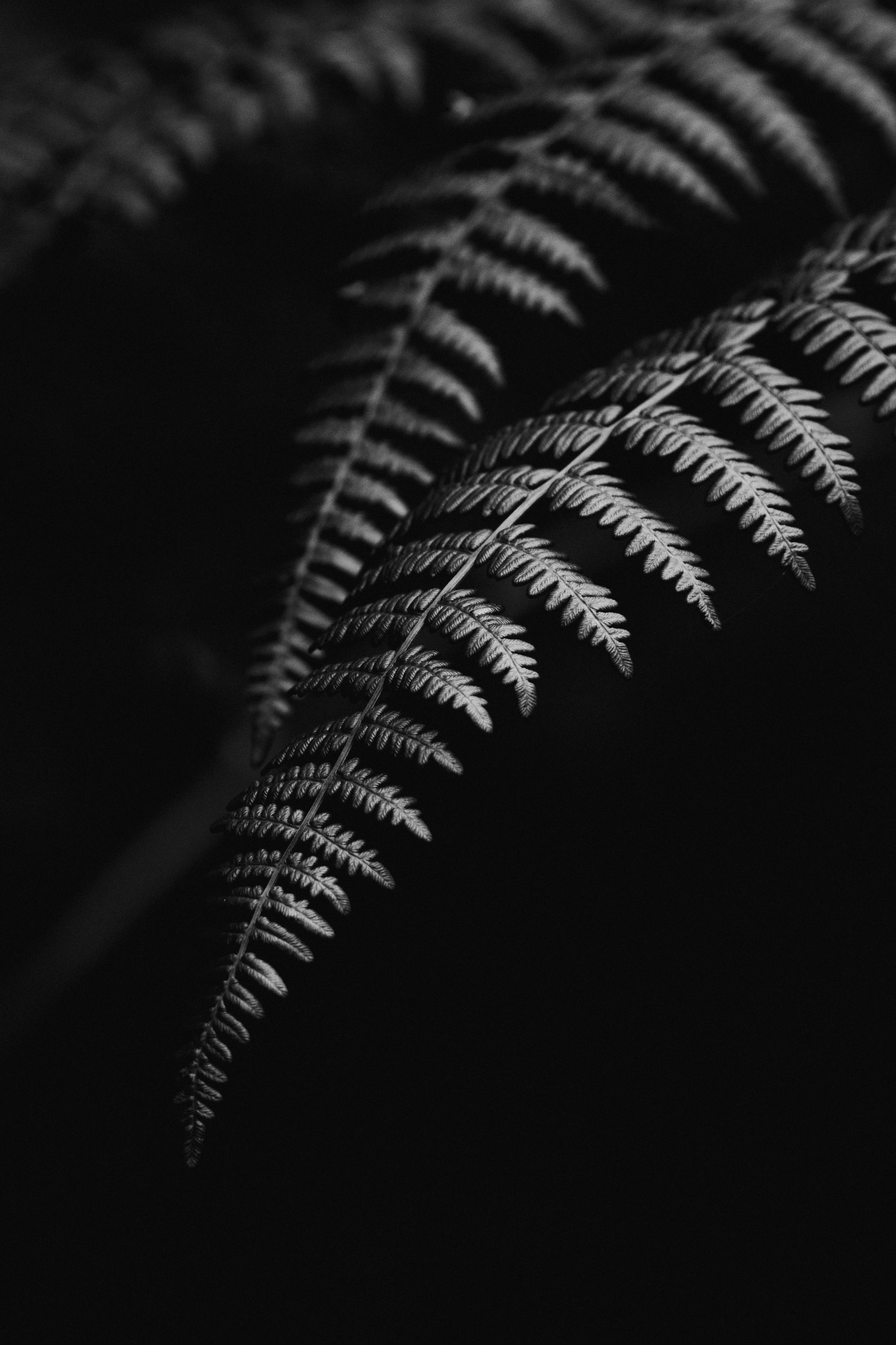 Free Dramatic black and white close-up of fern leaves showcasing intricate natural patterns. Stock Photo