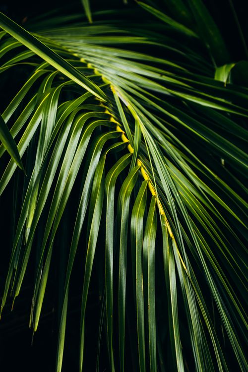 Free Detailed close-up of vibrant green palm leaves with intricate texture and natural elegance. Stock Photo