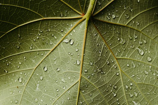 Close-up view of a green leaf with detailed texture and water droplets after rain.