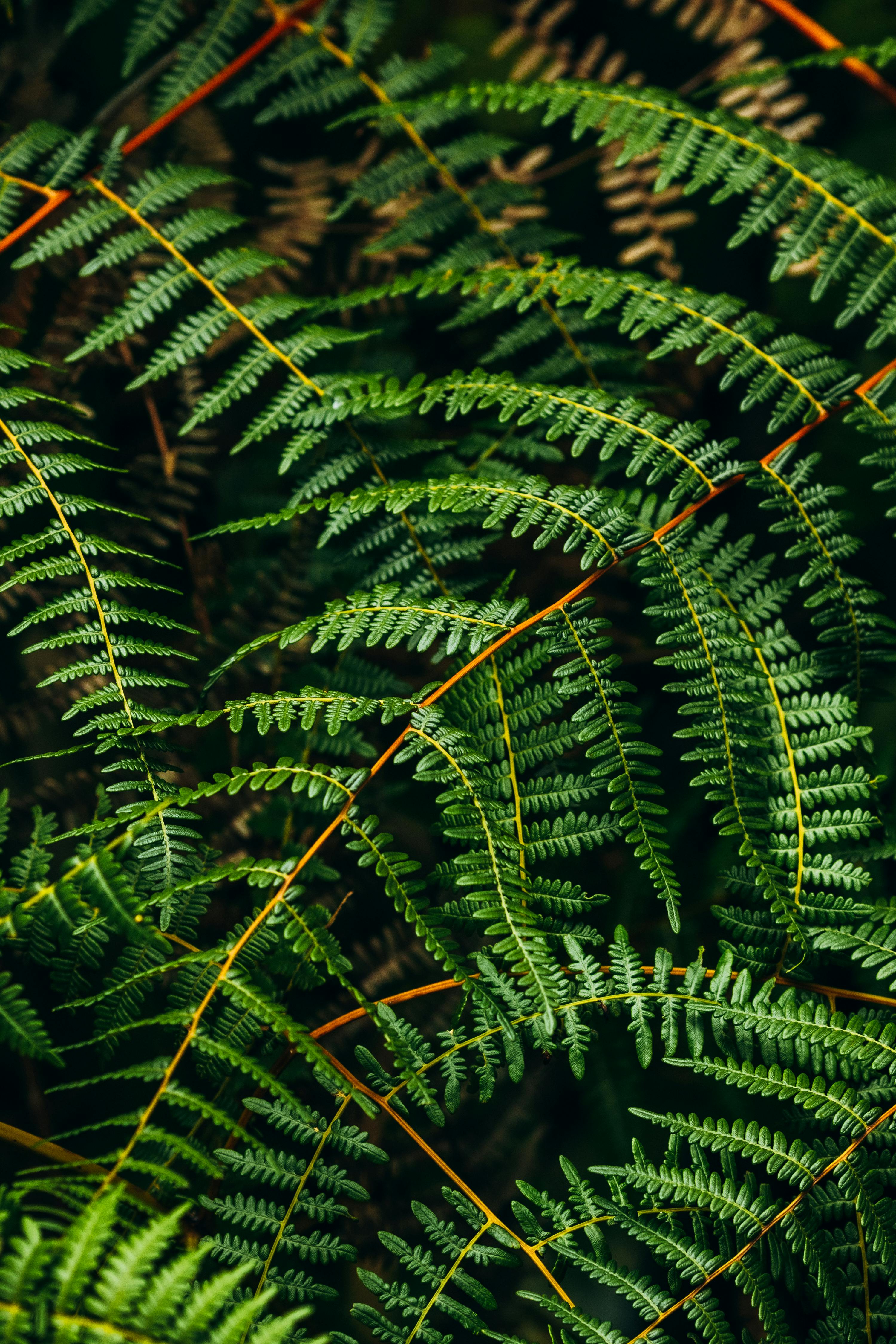 бесплатная Крупный план пышных зеленых листьев папоротника, подчеркивающий замысловатую текстуру и природные узоры. Стоковое фото