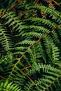 Vibrant Green Fern Leaves Texture Close-up