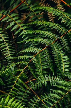 Close-up of lush green fern leaves, highlighting intricate textures and natural patterns.
