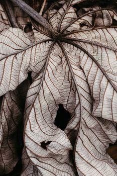 Image by Jonathan Borba