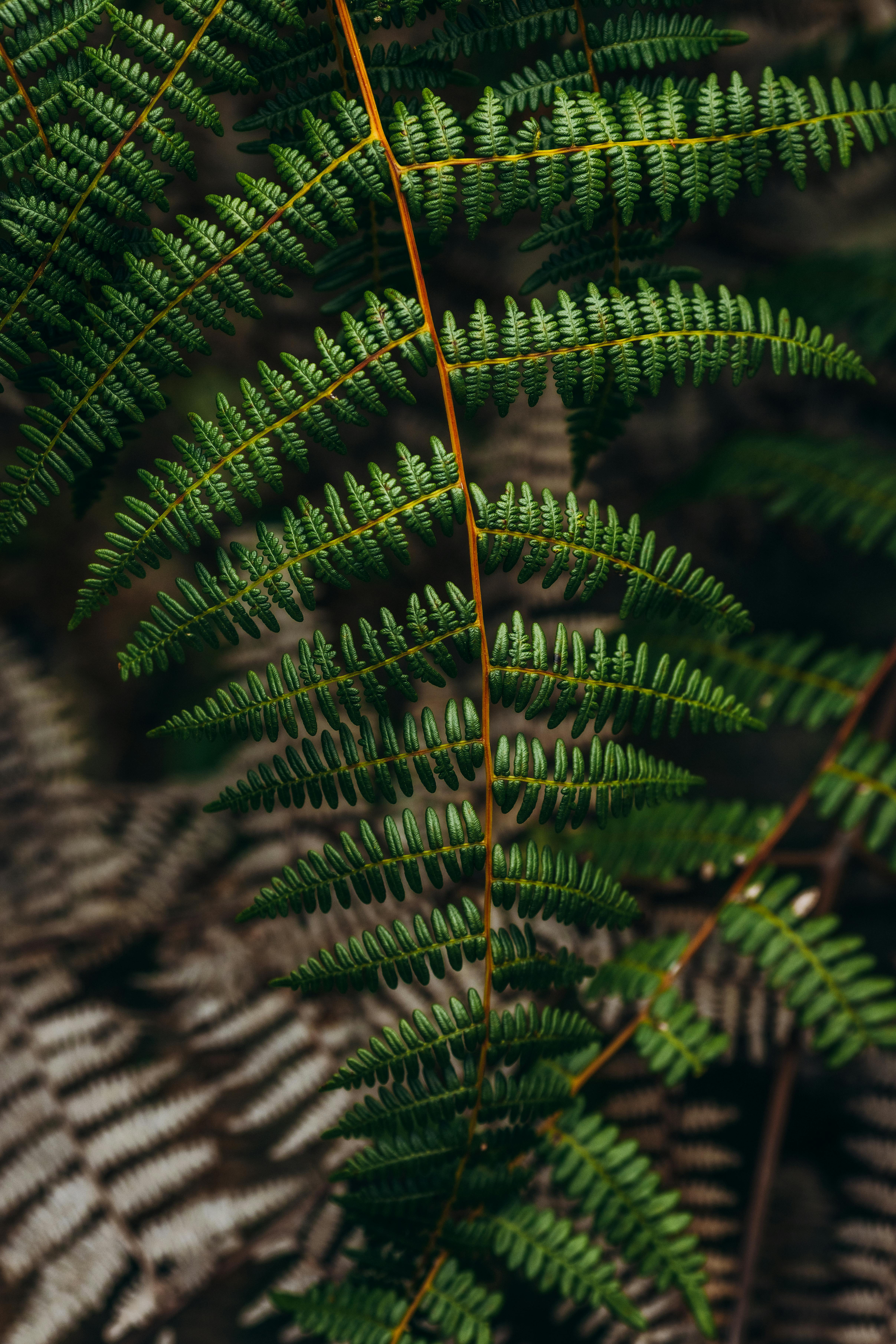 Free Detailed view of a vibrant green fern frond with intricate leaf patterns. Stock Photo