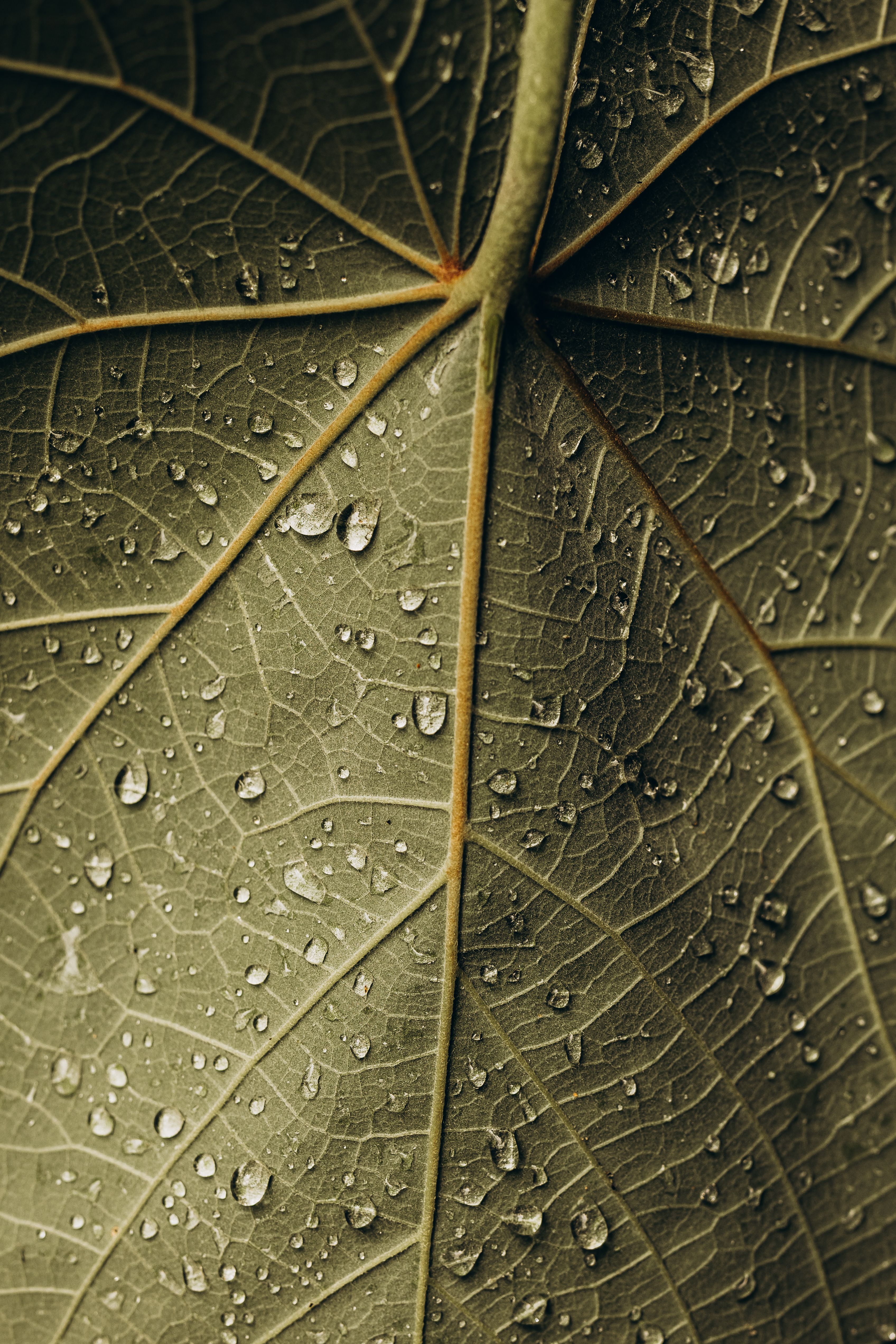 Detailed macro shot of a leaf surface with water droplets, showcasing natural textures.