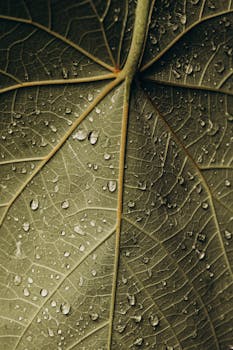 叶片表面水滴的精细微距照片，展现了其自然纹理。 - 相关推荐